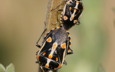 Bagrada Bug