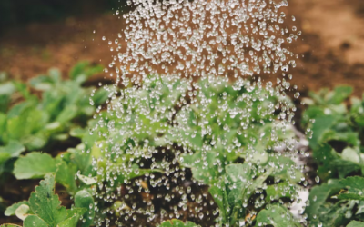 Responsible Watering